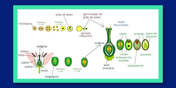 FECUNDAÇÃO DE ANGIOSPERMA - ppt carregar