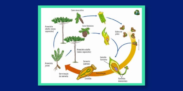 Ciclo-reprodutivo-haplodiplobionte-alternancia-de-gerações-reprodução-das-Gimnospermas