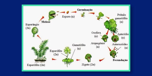 Ciclo-reprodutivo-haplodiplobionte-alternancia-de-gerações-reprodução-das-pteridófitas