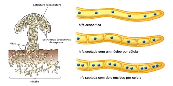 Estrutura-dos-fungos-Reino-Fungi-tipos-de-hifas-e-partes-do-cogumelo-corpo-de-frutificação-talo-e-micélio-hifas-septadas-ou-cenocíticas