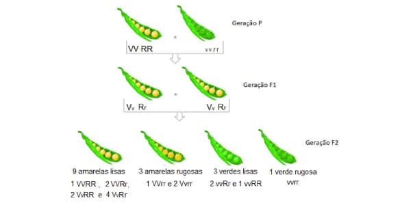 Experimento-da-segunda-lei-de-mendel-ervilhas-amarelas-e-verdes-gerações-genótipo-e-fenótipo