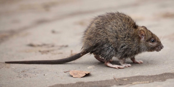 Imagem-de-um-rato-atravaessando-a-calçada-vetor-da-leptospirose