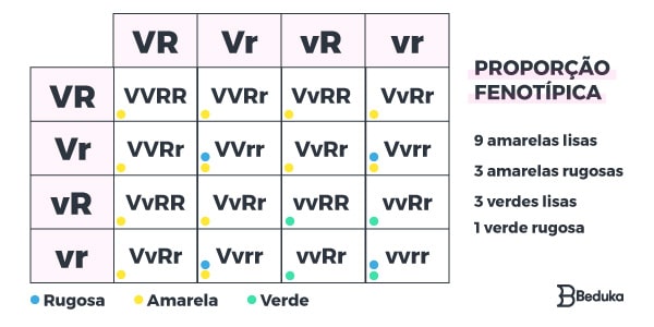Tabela-do-Experimento-da-segunda-lei-de-mendel-ervilhas-amarelas-e-verdes-gerações-genótipo-e-fenótipo