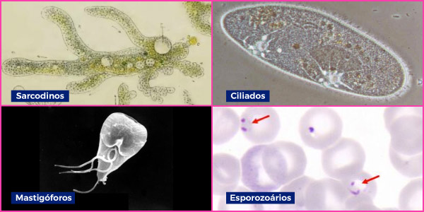 Resumo Do Reino Protista Tudo O Que Você Precisa Saber 0450