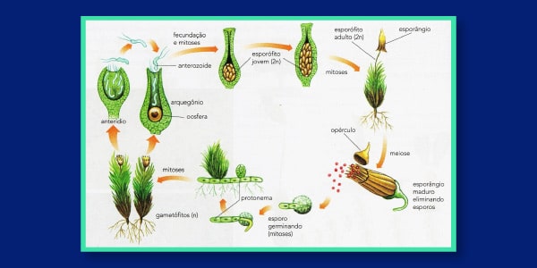 ciclo-reprodutivo-haplodiplobionte-ou-alternância-de-gerações-reprodução-das-briófitas