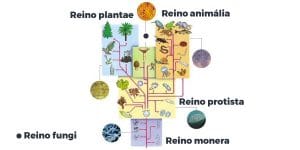 Quais são os Reinos dos seres vivos? Resumo de todos os 5!