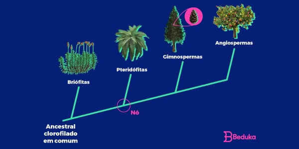 cladograma-das-plantas-filogenética-do-reino-Vegetal-evoluçao-e-diferenças-entre-briófitas-pteridófitas-gimnospermas-e-angiospermas