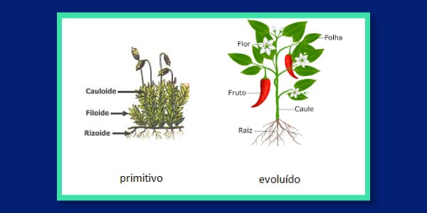 estruturas-primitivas-e-evolúidas-das-plantas-estuturas-falsas-e-verdadeiras-caulóide-rizóide-filóide-raiz-caule-folhas-frutos-e-flores