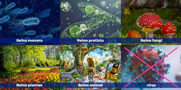 os-cinco-reinos-dos-seres-vivos-reino-monera-das-bactérias-reino-protista-dos-protozoários-reino-fungi-dos-fungos-reino-plantae-dos-vegetais-e-reino-animalia-dos-animais
