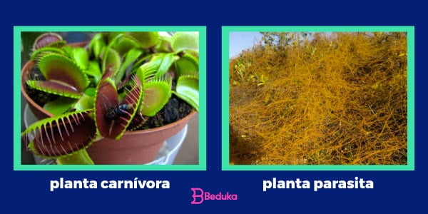 planta-carnívora-e-plana-parasita-cipó-dourado