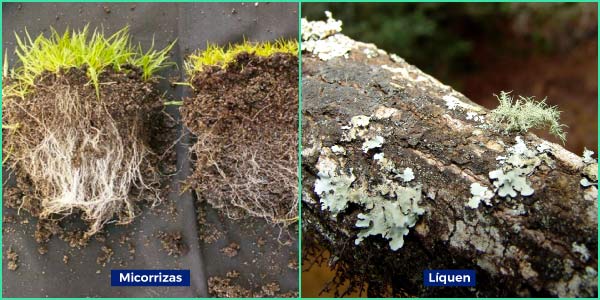 relações-ecoloógicas-dos-fungos-mutualismo-micorrizas-e-líquens