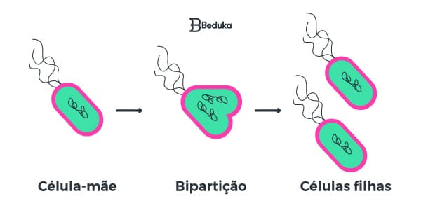 Reprodução-Assexuada-por-bipartição-bacterias