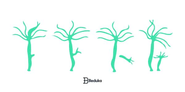 Reprodução-por-Brotamento