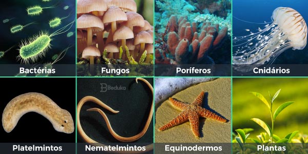 Seres-que-realizam-reprodução-assexuada