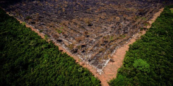 desmatamento acontecendo na floresta amazônica