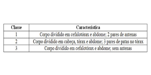 Quais são as características dos animais invertebrados?