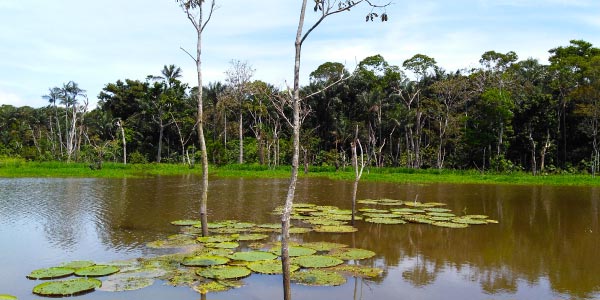 mata de Igapó na Amazônia