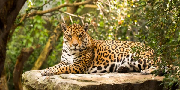A onça pintada é um dos mamíferos mais conhecidos da floresta amazônica
