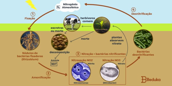 Resumo Do Ciclo Do Nitrogênio Matéria Completa 3663