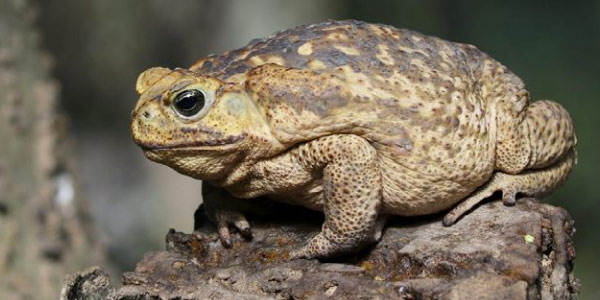 sapo cururu típico da floresta amazônica