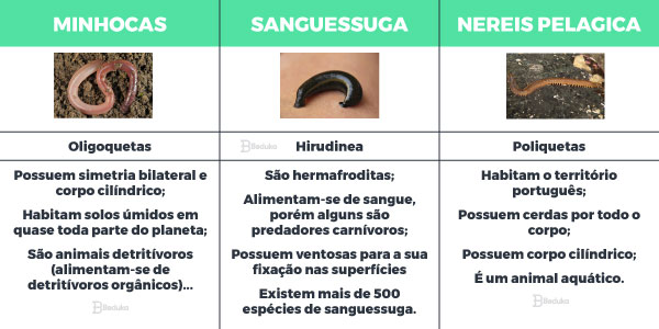 Exemplos de anelídeos