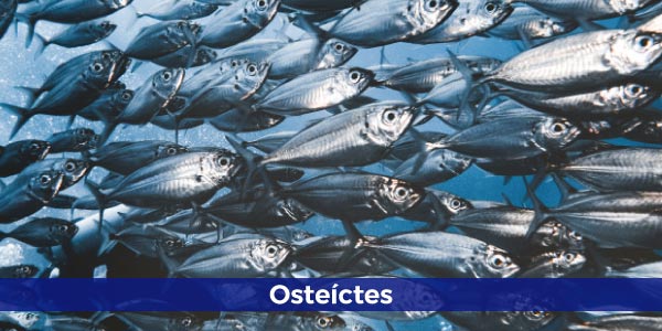 Características-dos-peixes-osteíctes-cardume
