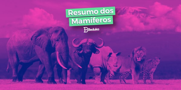 A qual raça de mamíferos você pertence?