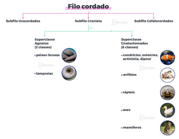 Sistema esquelético do subfilo dos vertebrados