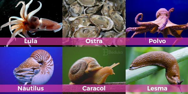 Exemplos-de-moluscos-caramujo-nautilus-polvo-sépia-lesma-e-lula