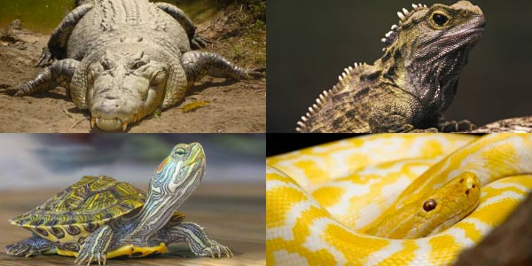 Exemplos-de-répteis-de-cada-ordem-crocodilianos
