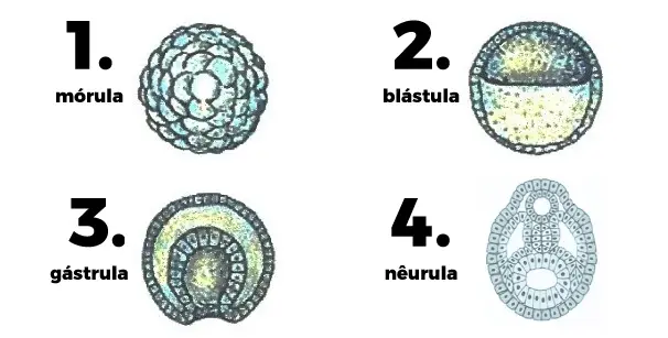 blastula humana