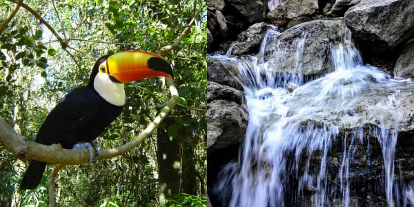 Fatores-bióticos-vida-tucano-e-fatores-abióticos-nao-vivos-água-e-pedras