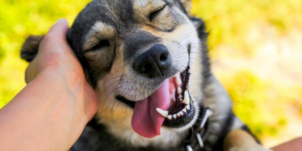 Foto-de-cachorro-ou-cão-sorrindo-com-a-lingua-pra-fora