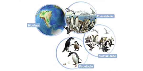 Níveis-de-organização-do-estudo