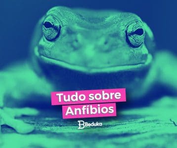 O que são Anfíbios e quais suas principais características