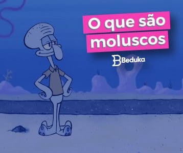 O que são Moluscos Tudo sobre o assunto!