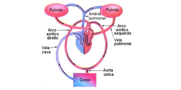 Sistema-circulatório-dos-répteis