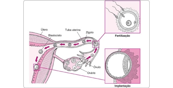Embriologia Resumo Completo Com Conceitos E Imagens 4571