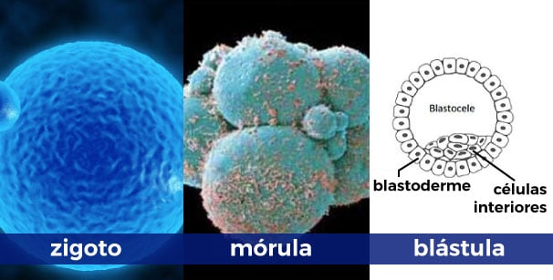 Zigoto-morula-blastula-transformações-do-processo-de-clivagem-ou-segmentação