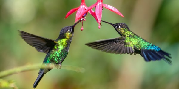 alimentação-dos-pássaros-2-beija-flores-sugando-nectar-de-flor