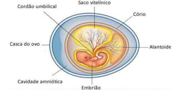 anexos-embrionários