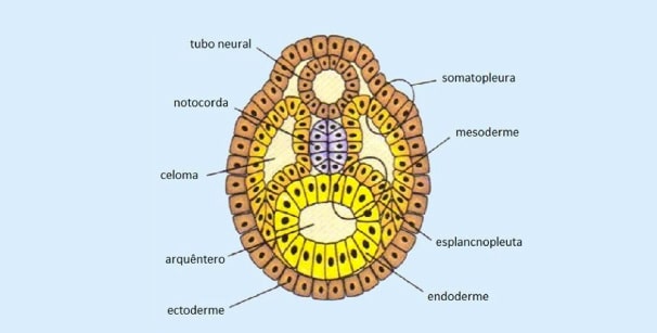 mórula blástula gástrula neurula