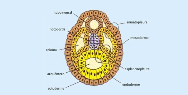 O Que Faz A Embriologia Comparada