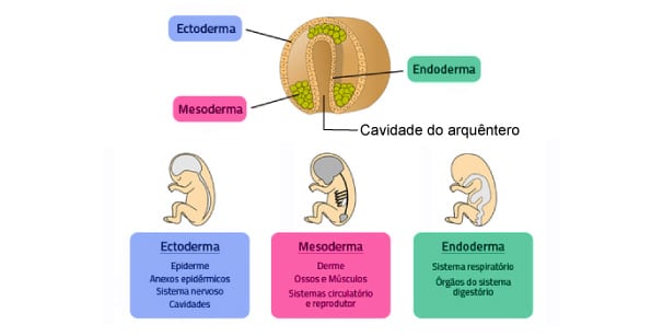 folhetos-embrionários-e-o-que-formam-no-embrião-ectoderme-mesoderme-e-endoderme