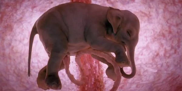 imagem-de-embrião-animal-elefante-filhote