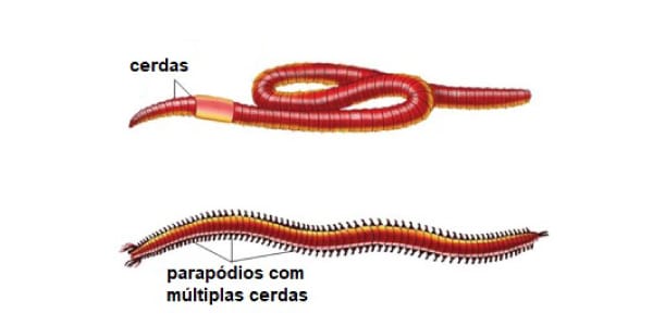 minhoca-com-parapódios-e-cerdas