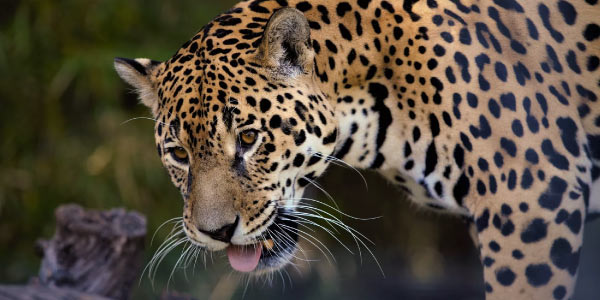 onça-pintada-e-a-extinçao-de-especies