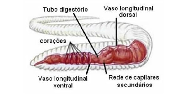 sistema-circulatório-das-minhocas-anelídeos