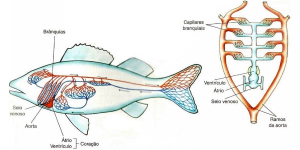 sistema-circulatório-dos-peixes