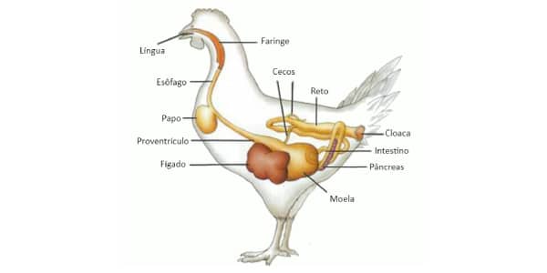 sistema-digestório-das-aves